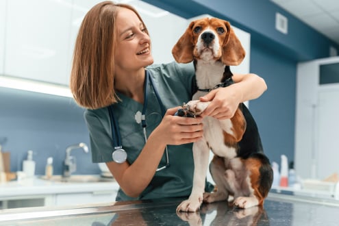 Best Scrubs for Vet Techs
